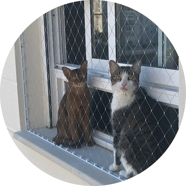 red-para-gato2-happynets-photoaidcom-cropped (2)