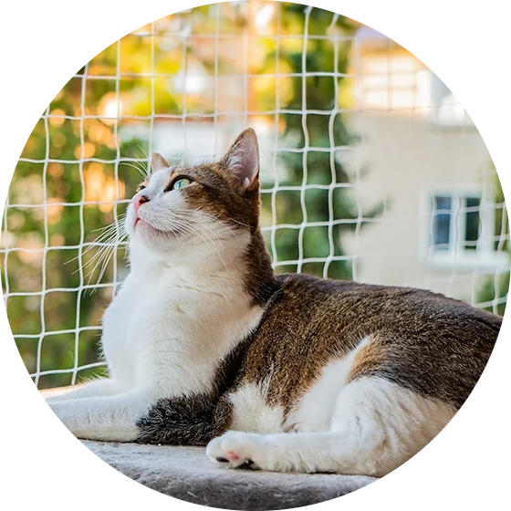redes-para-gatos-seguras-photoaidcom-cropped